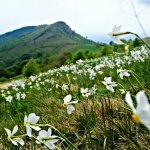 Valle Sacra, narcisi e Monte Calvo (Foto A. Corrà) 